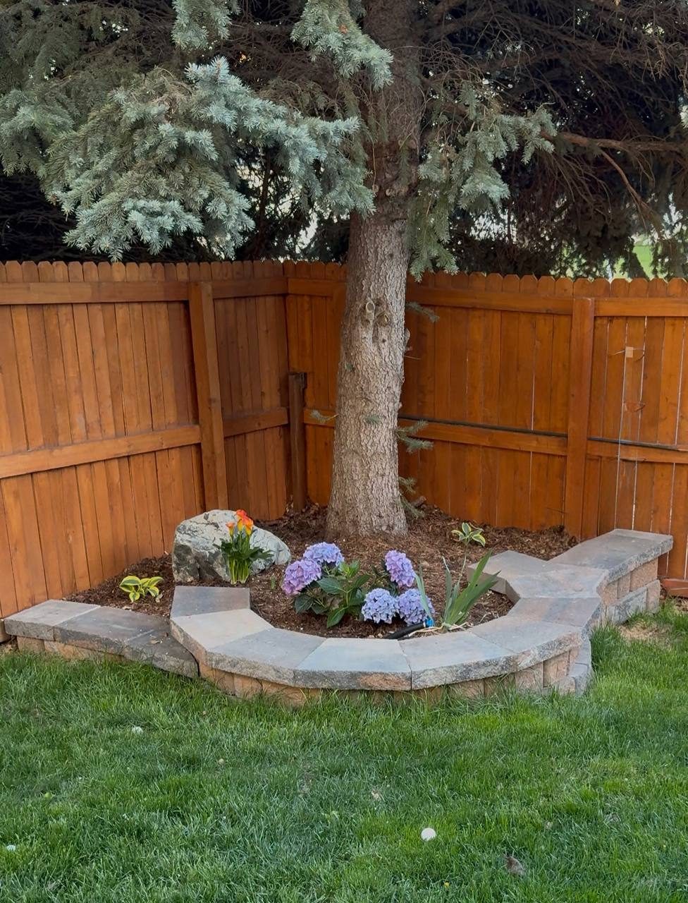 Tree ring renovation — after